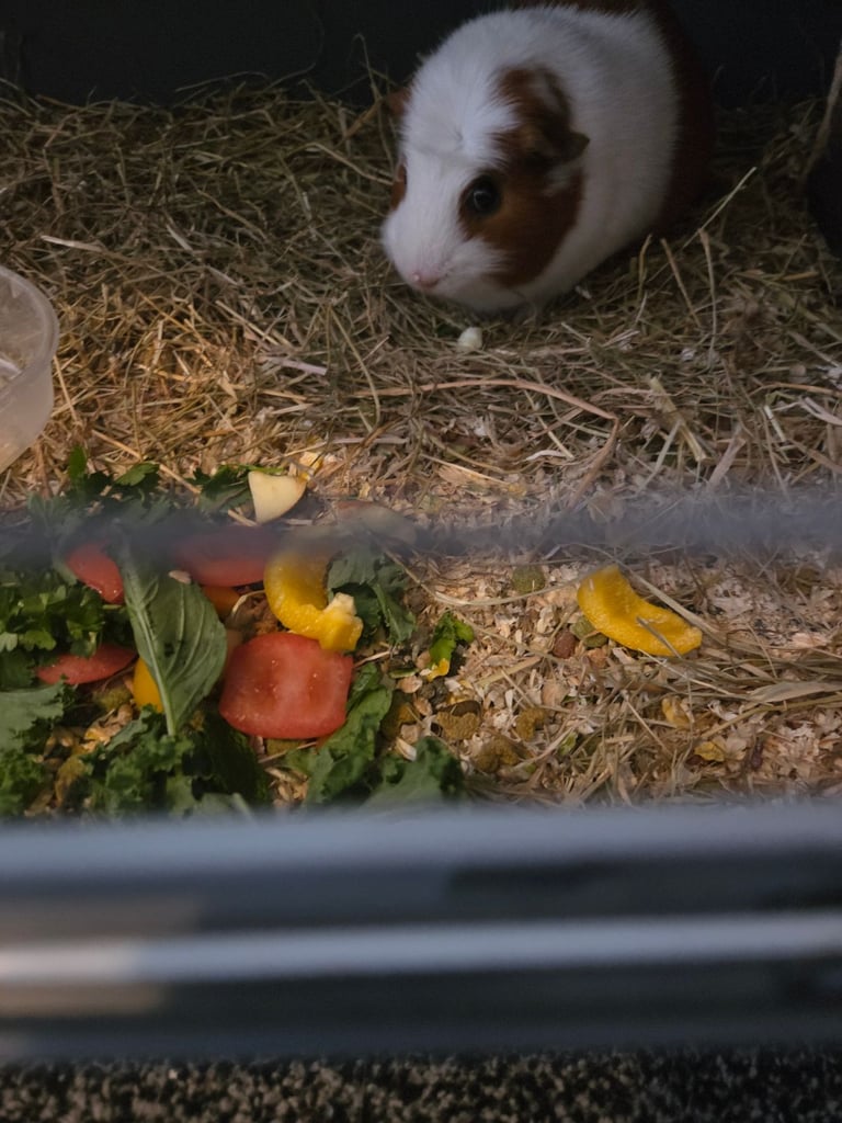 2 Bonded male guinea pigs