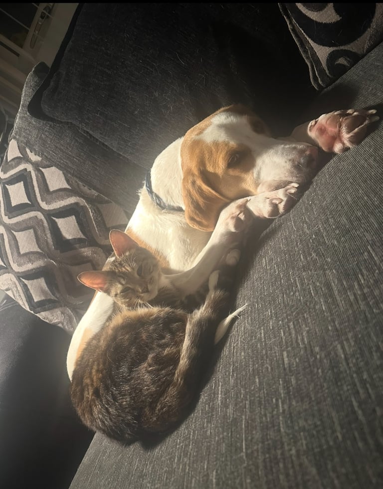 Female Beagle Cross 