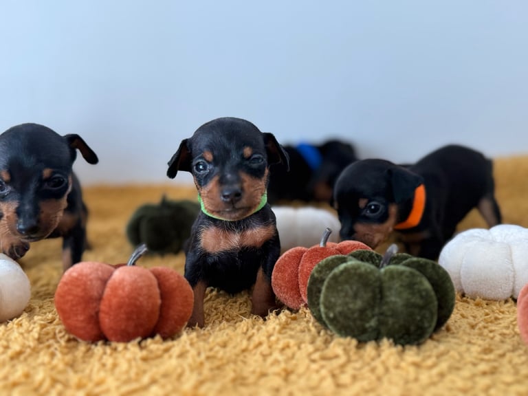 Not KC Reg Miniature Pincher Puppies 