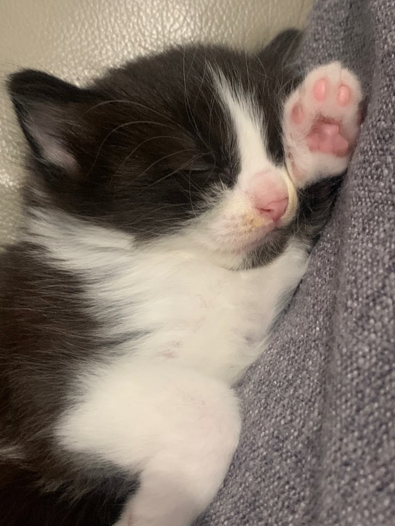 Tuxedo and Calico kittens 