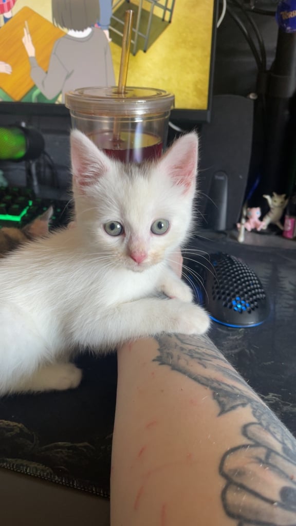 White, dilute calico kittens ready to go