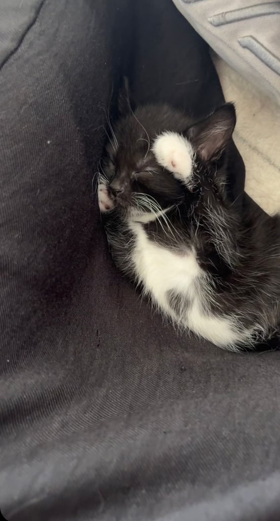 Tabby kitten