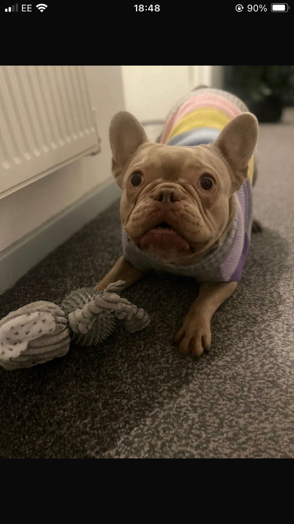 French bull dog 