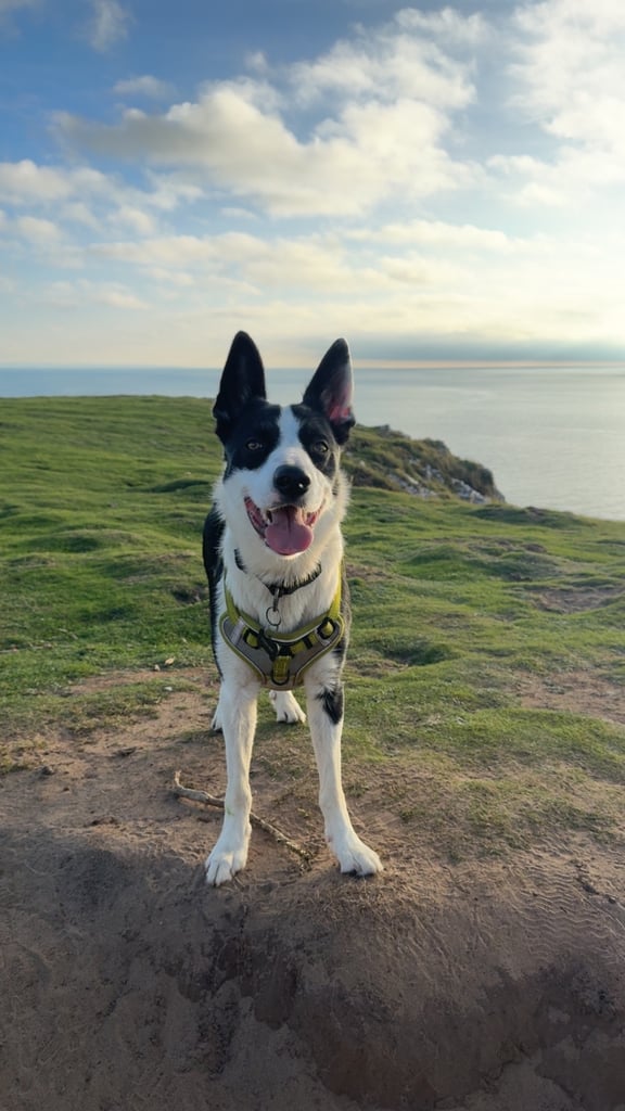 Short haired border collie 