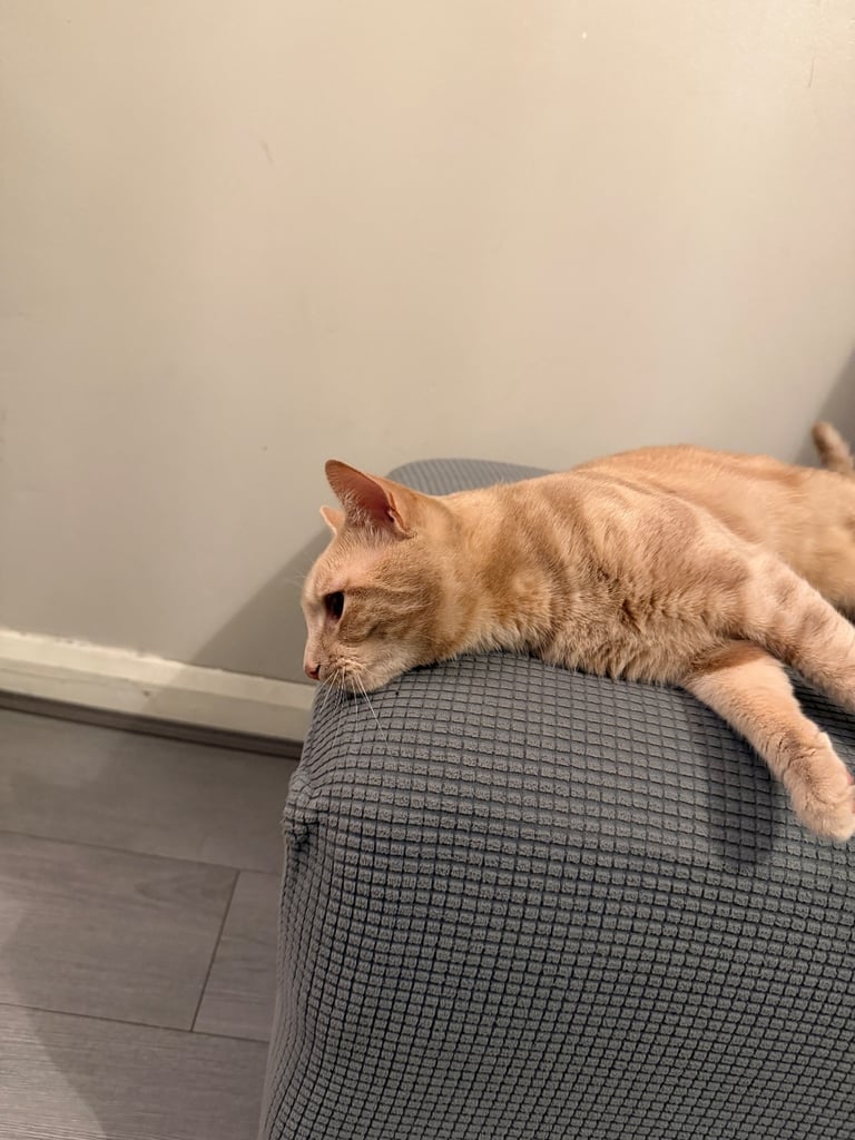 Beautiful orange tabby mixed cat