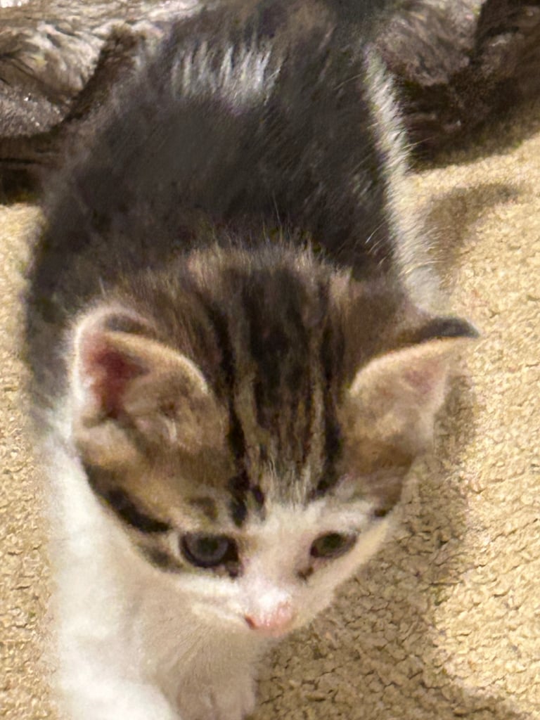 Kitten for sale