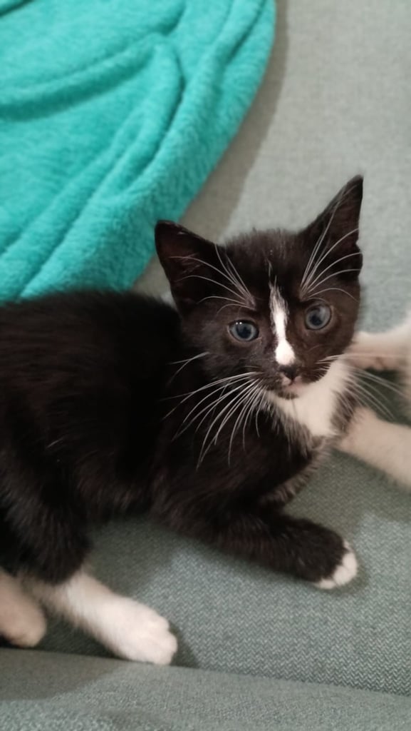Kittens ready to re-homing from family house