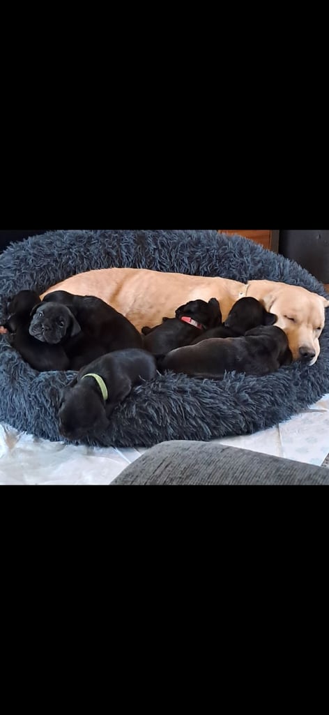 Frenchbulldog cross puppies 5 left 