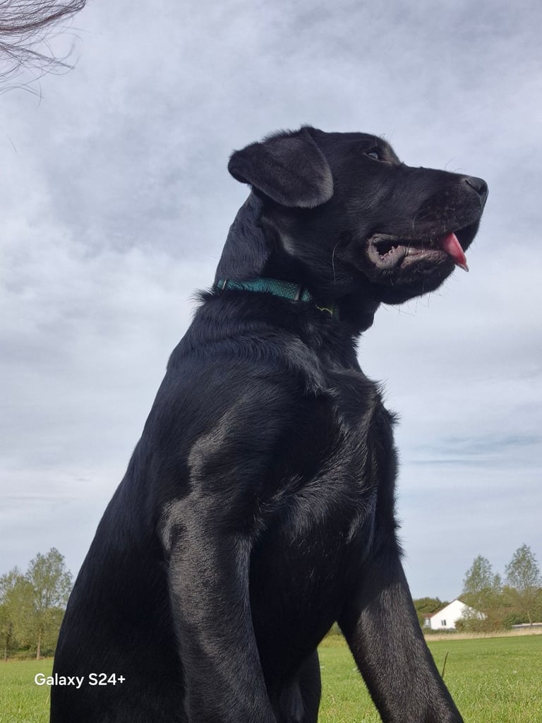 image for Labrador puppy 