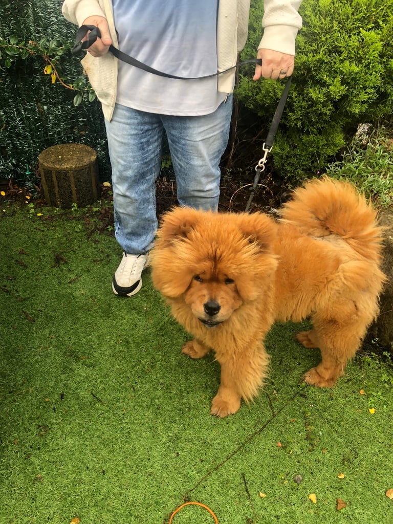 Chow Chow girl 2 yrs old  KC reg microchipped 