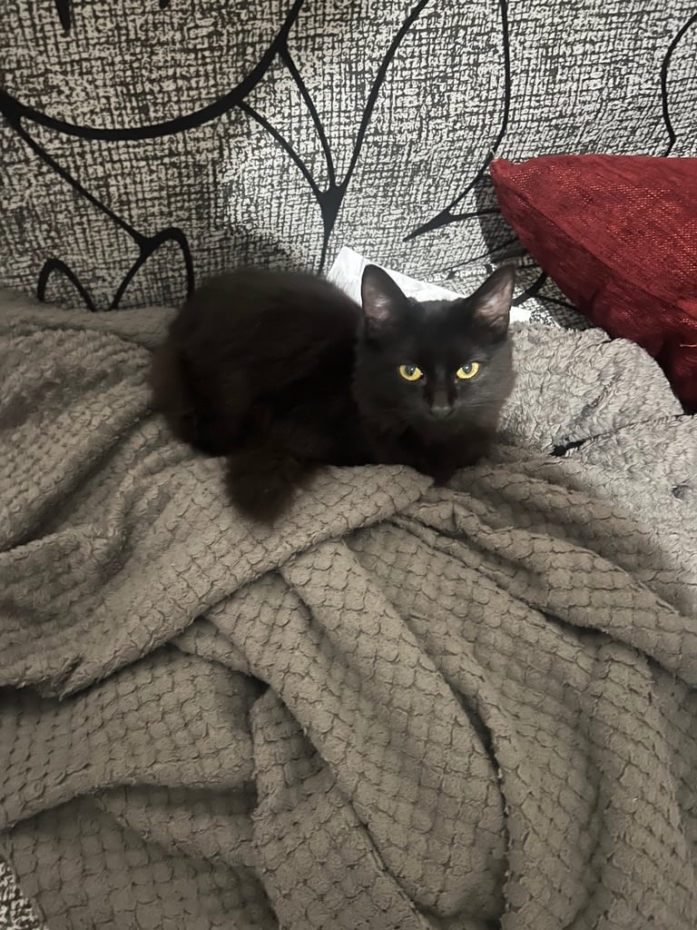 Bombay Cat For Sale 
