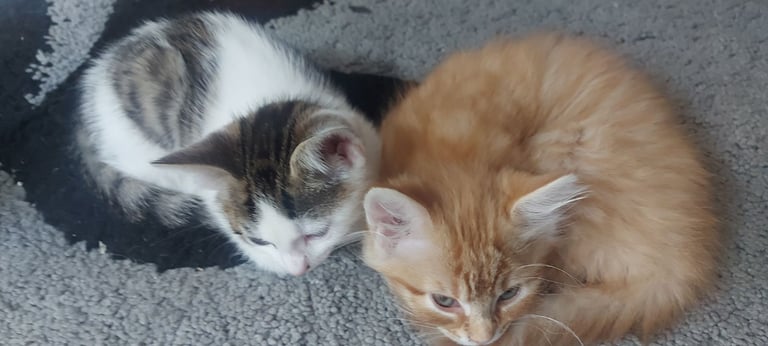 3 beautiful Kittens only £185 each 