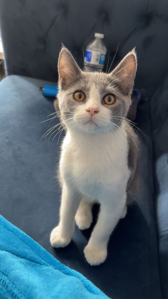 British short hair half 16 weeks old boy £150 