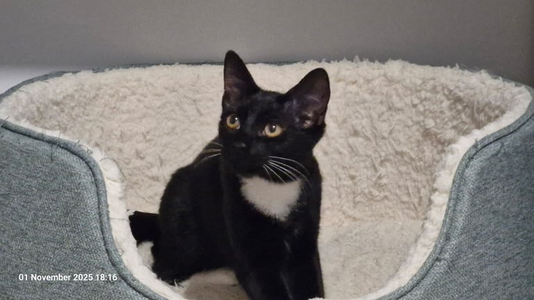 Kara- Tuxedo kitten ready for adoption