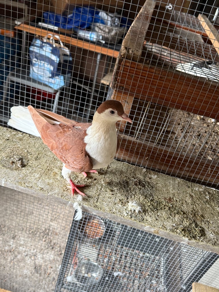 Afghan pigeons 