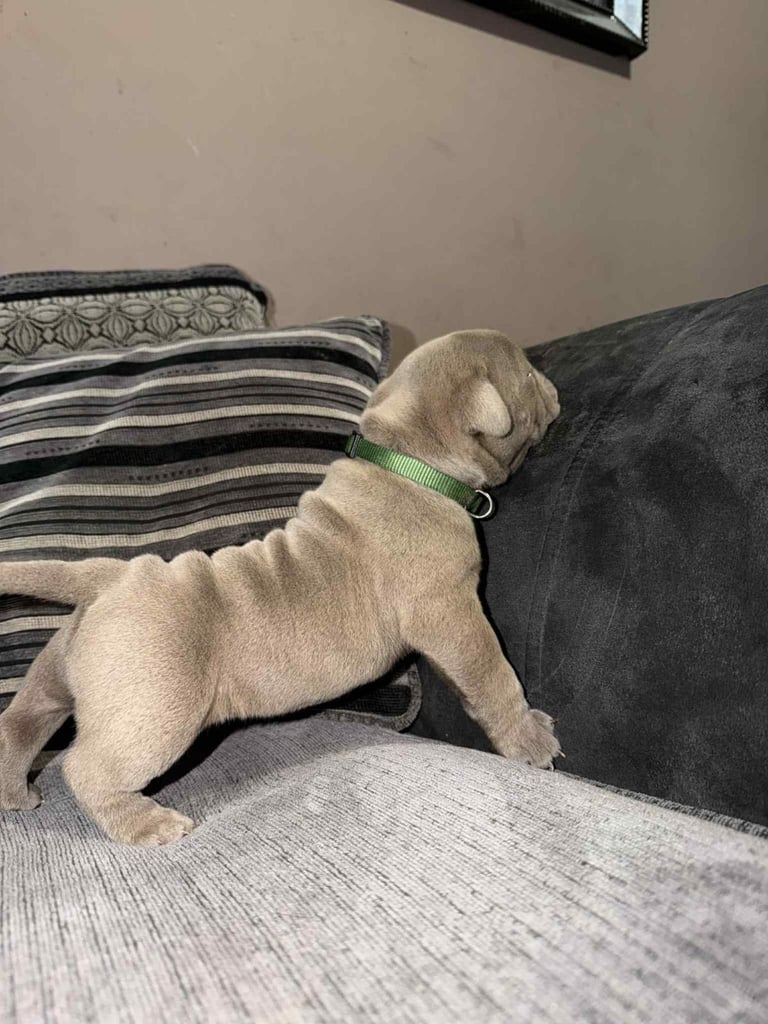 Pocket bully x old english bulldogge 