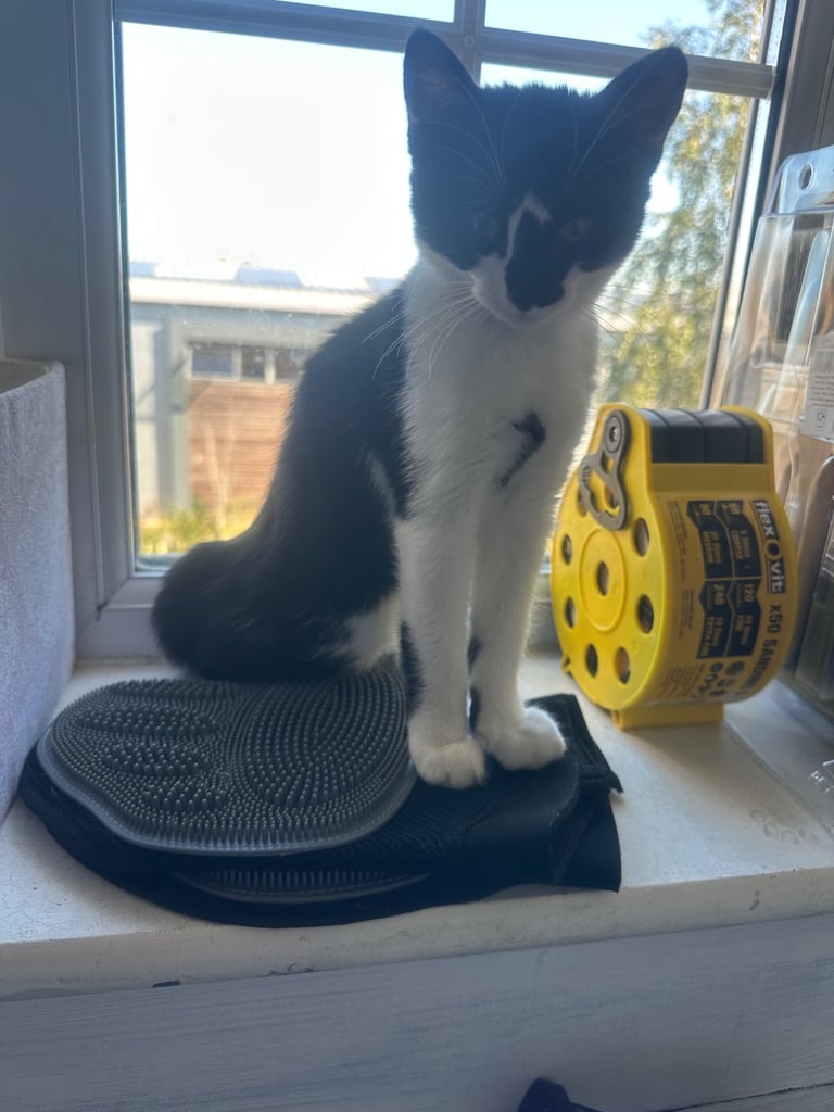 Female kittens 