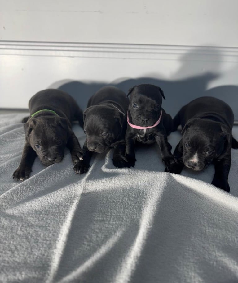 True Example Staffordshire Bull Terrier Puppies KC