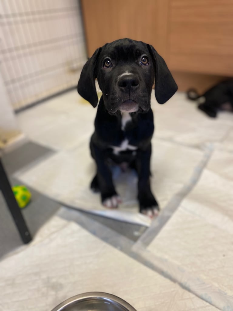 Beautiful 12-Week-Old Cane Corso Puppies Ready for Their New Homes