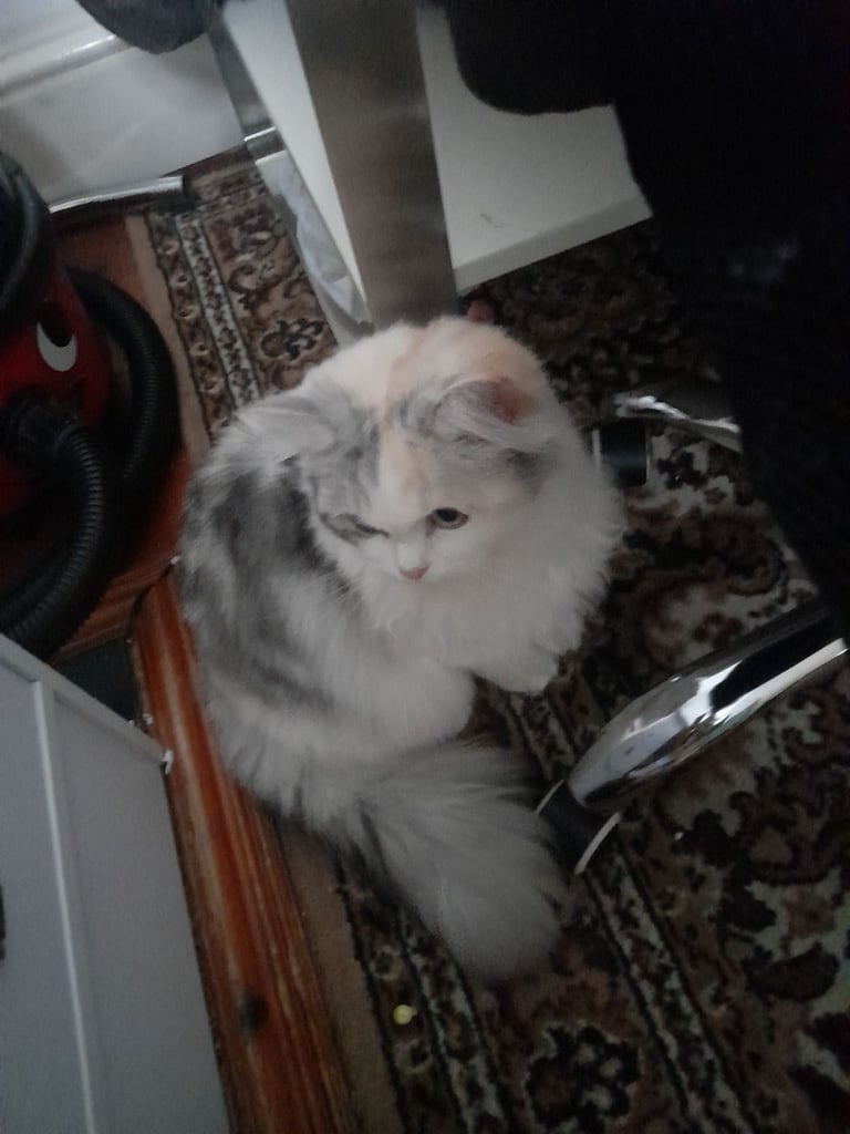 Persian female cat