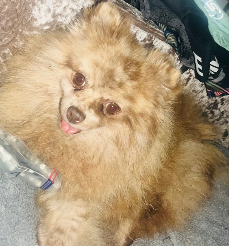 Pomeranian 