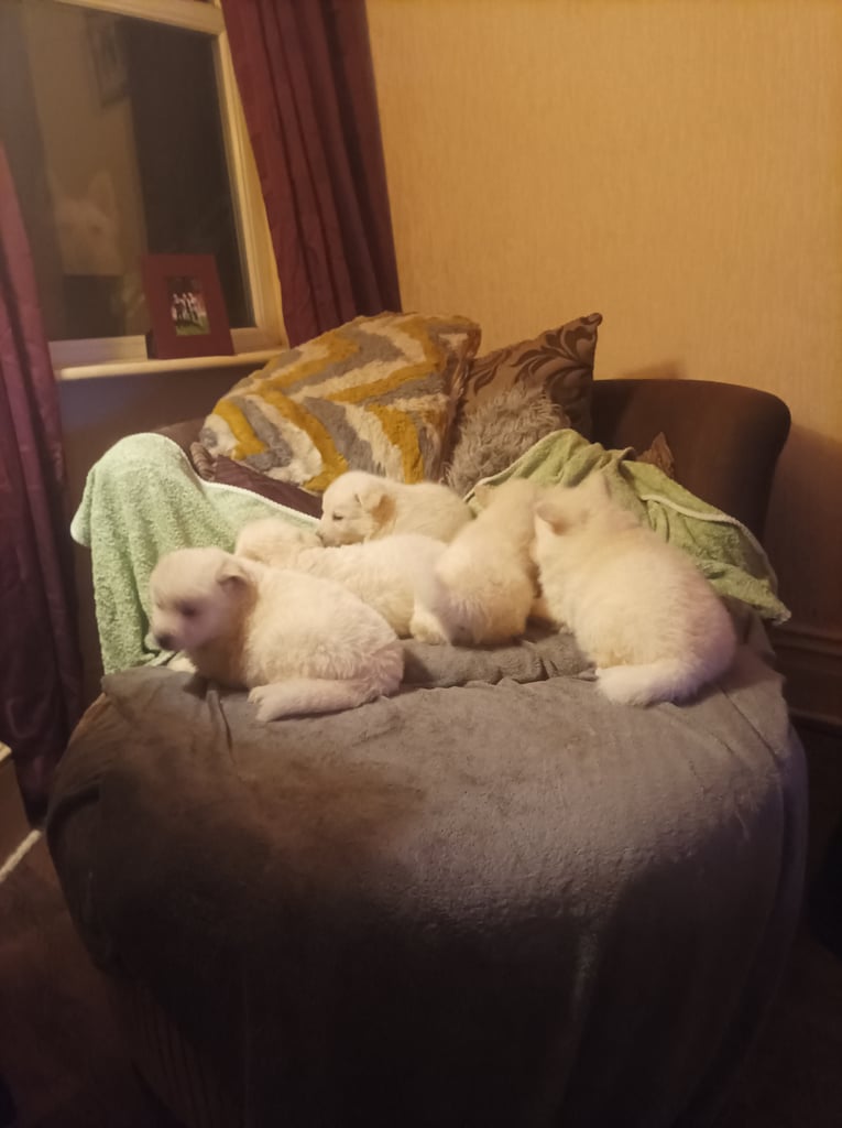 Northern Inuit X apricot German shepherd puppie