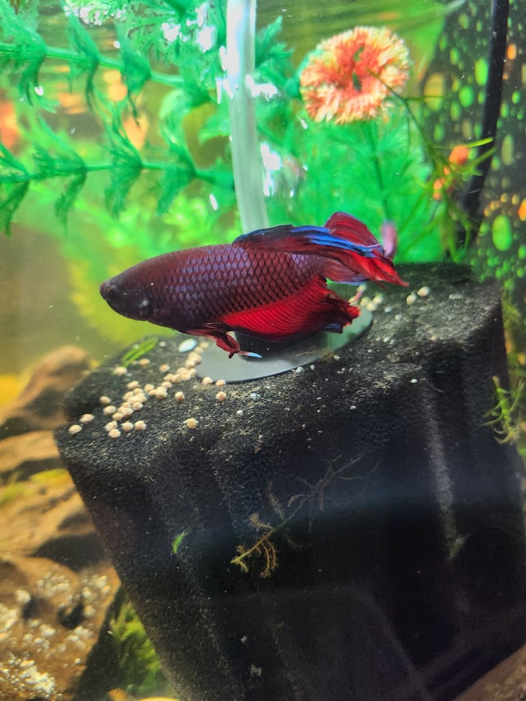 MALE BETTA FISH AND BABY PLECOS