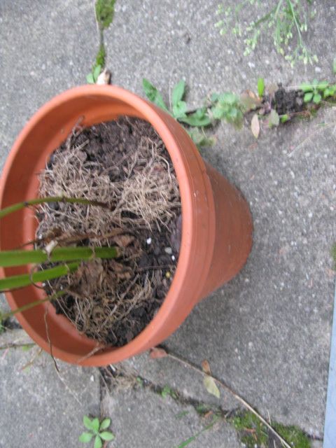 Dahlia plant