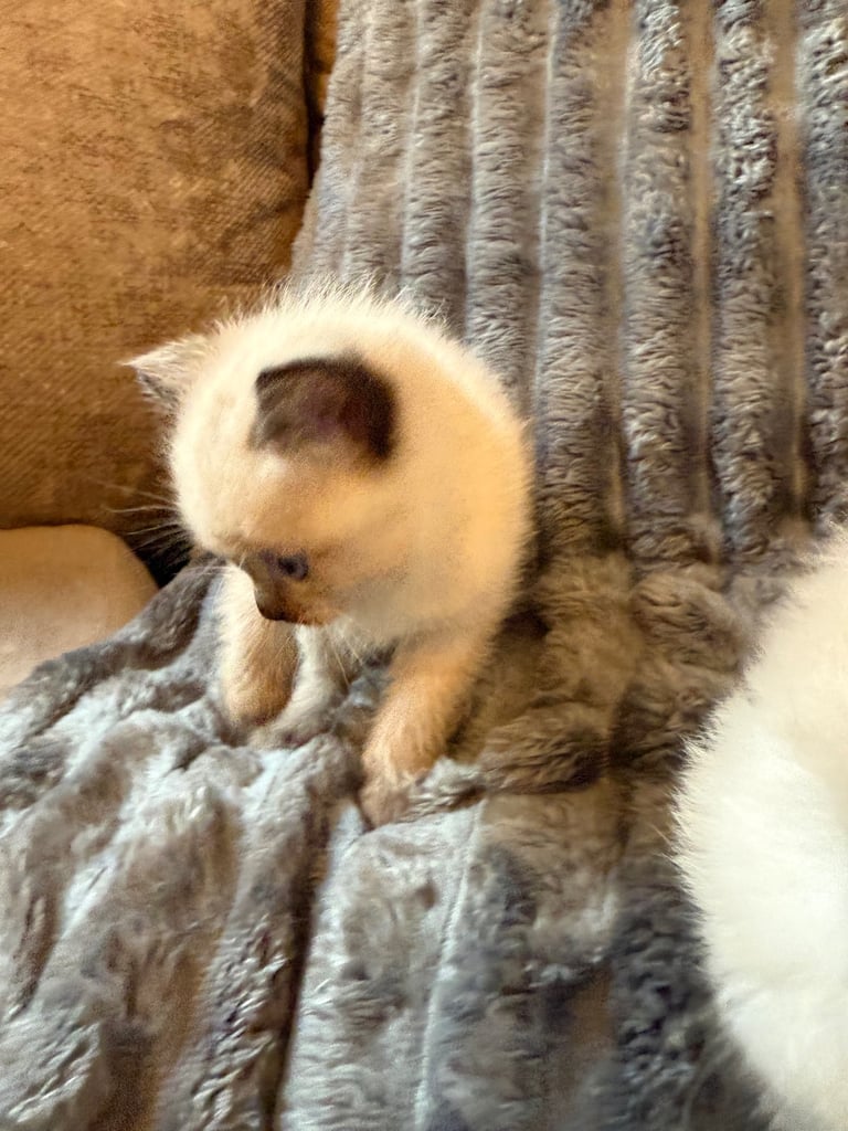Beautiful ragdoll kittens for sale