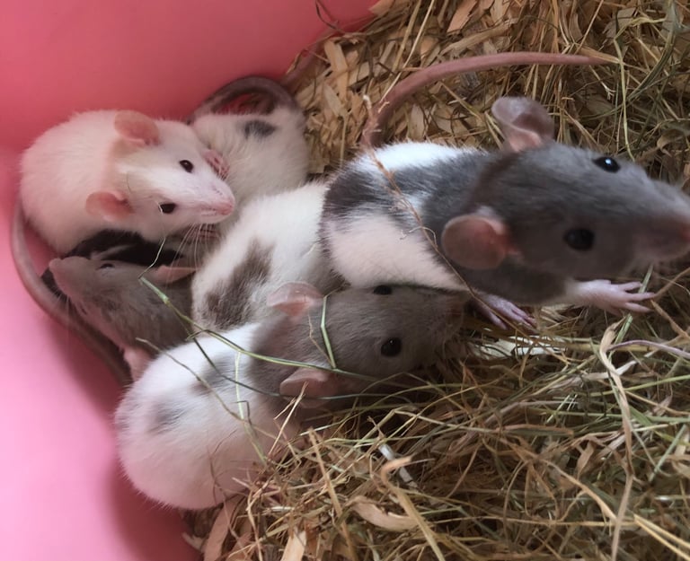 Very cute and friendly fancy baby rats