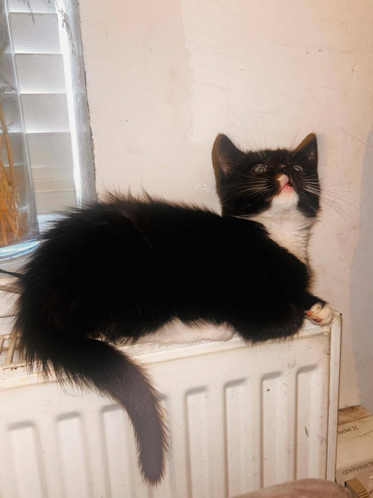 Kitten