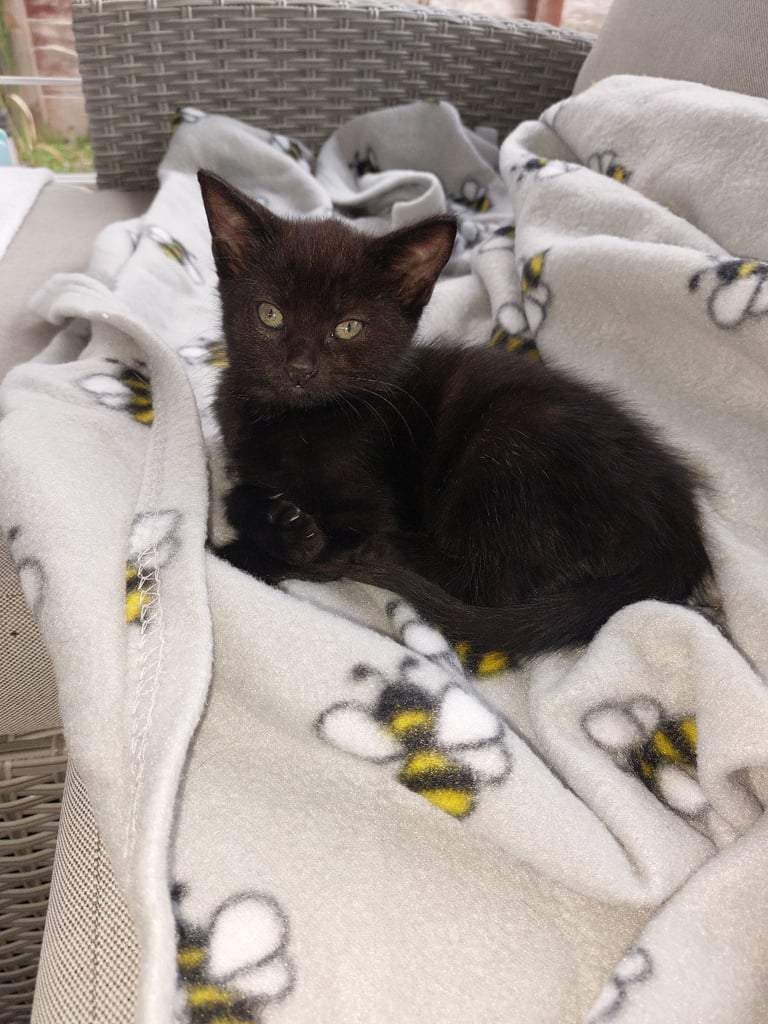 4 gorgeous kittens for sale. 