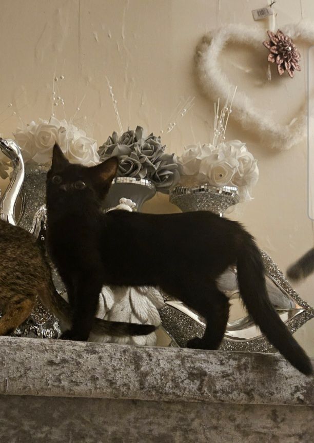 image for Black kittens