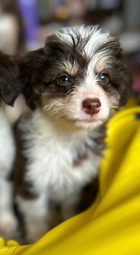 Cavapoo cross pomsky 