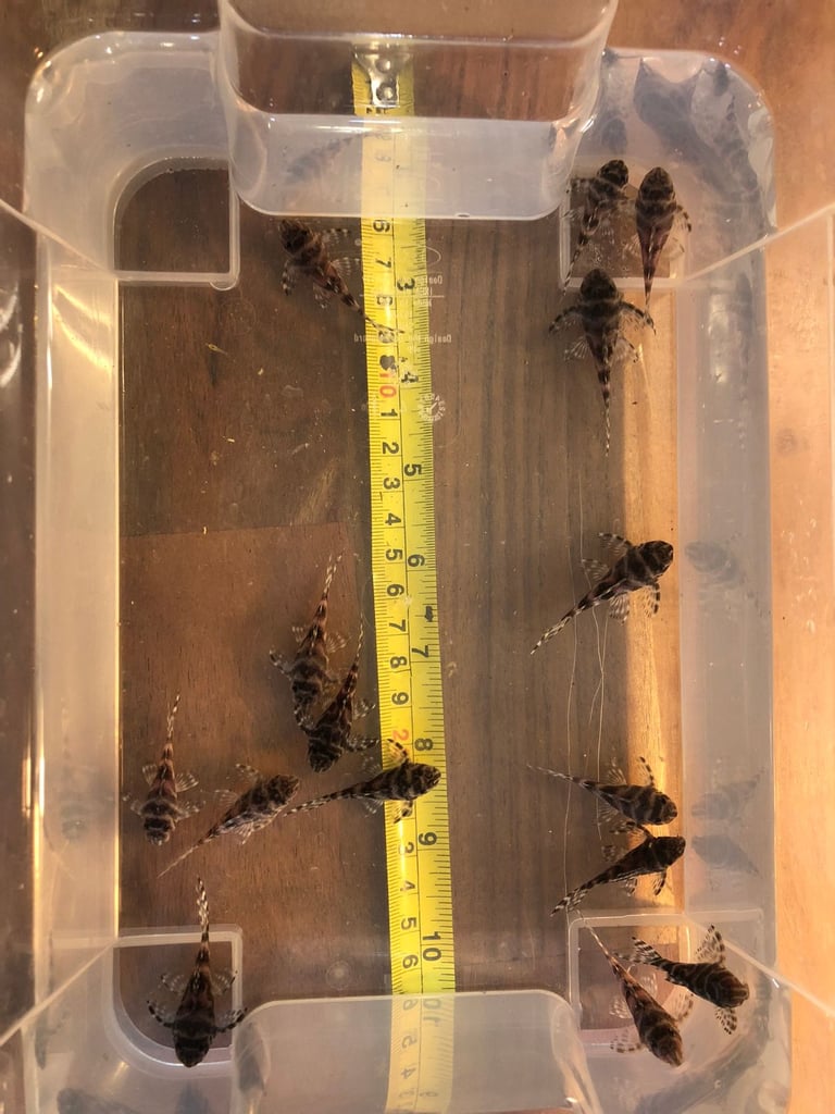 L-number plecos Hypancistrus L333