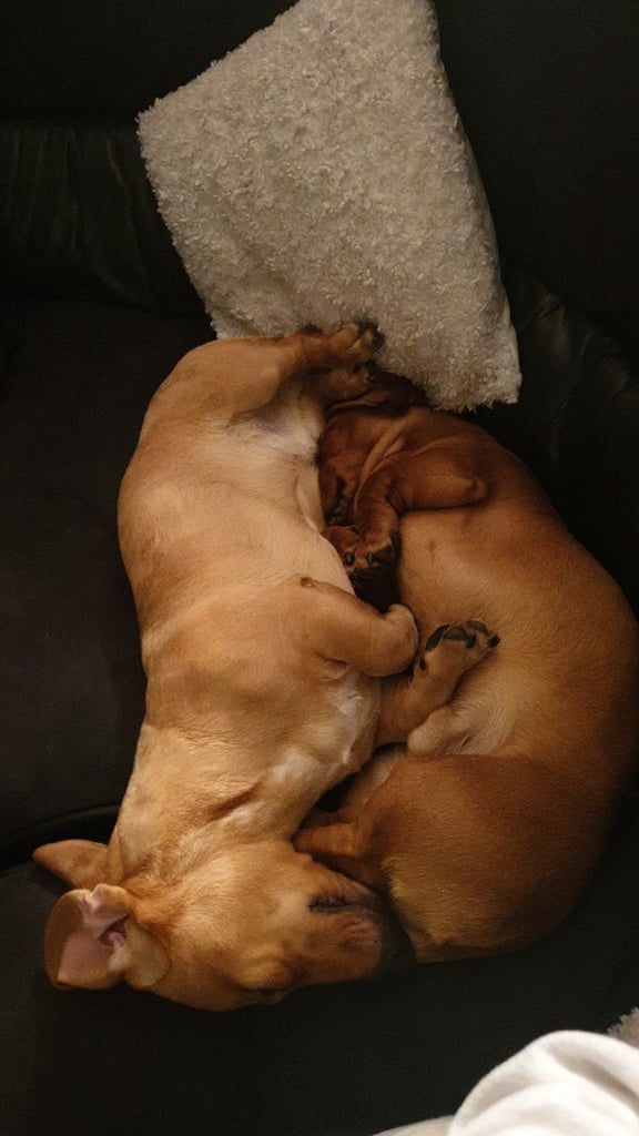 image for 2 7 month old dachshund boys 