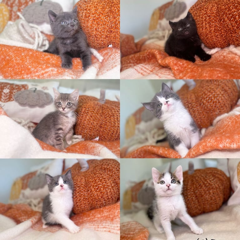 Stunning kittens 8 weeks old ready now 