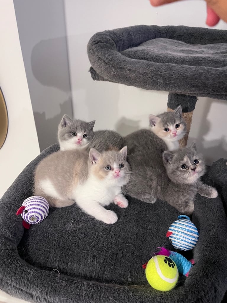 💖 BRITISH SHORTHAIR KITTENS 💖