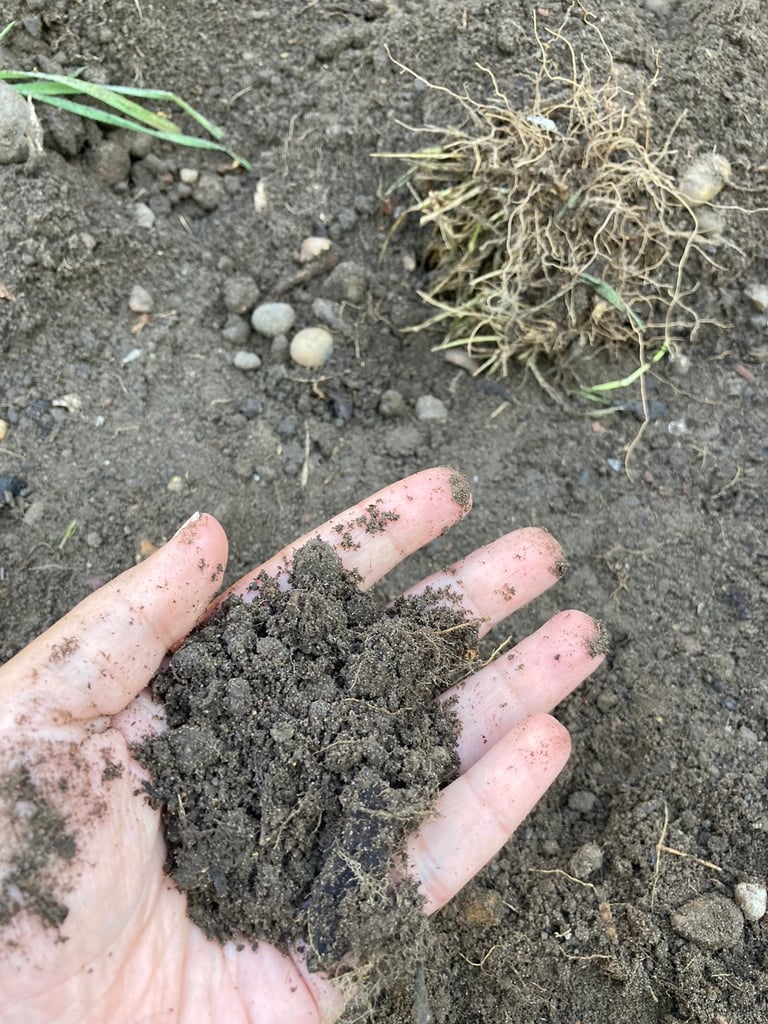 Free soil