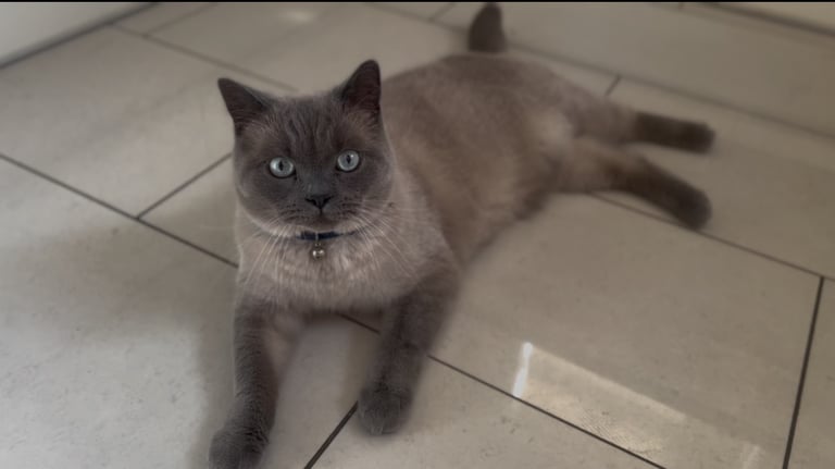 image for In need of a loving home 