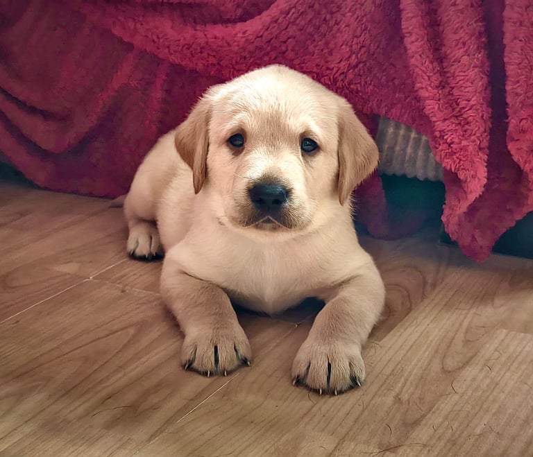 Labrador Pups - 3 black girls 