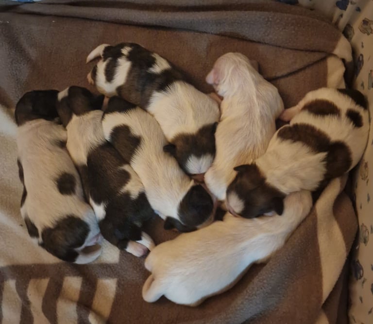 Meet Our Gorgeous Shih Tzu Puppies! 2 Girls & 5 Boys in Cardiff
