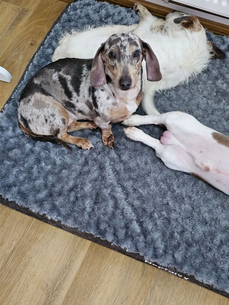 2 miniature dachshunds 