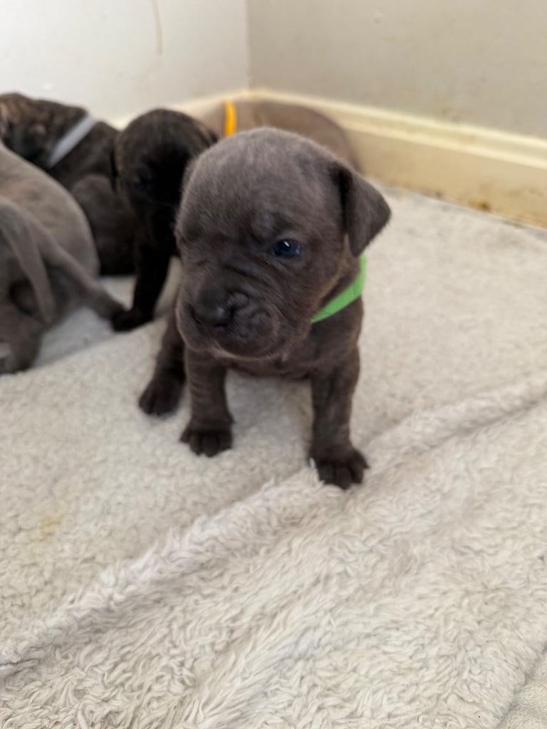 Cane corso x presa canario puppies 