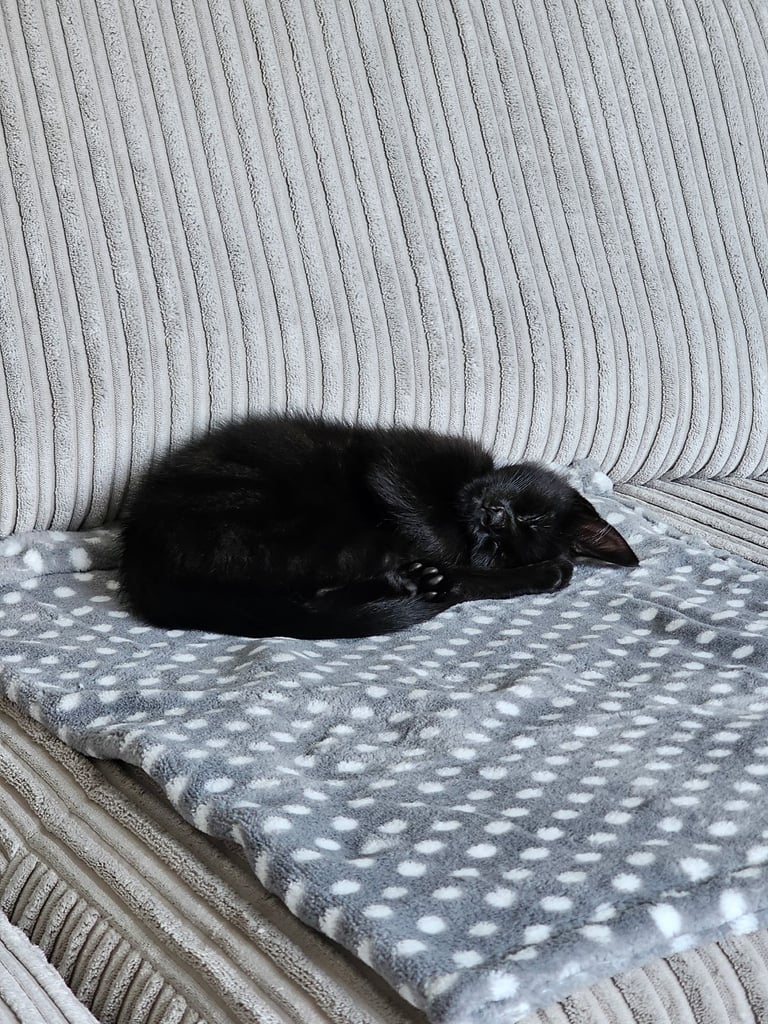 Cat for Rehoming
