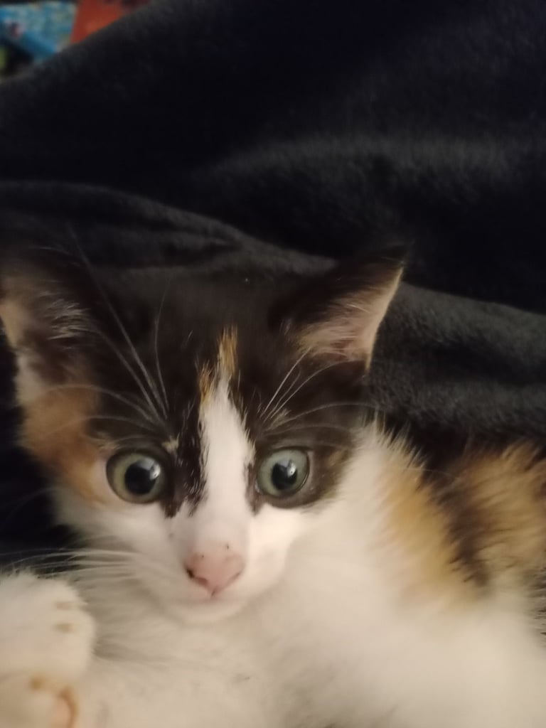 Calico Kitten 