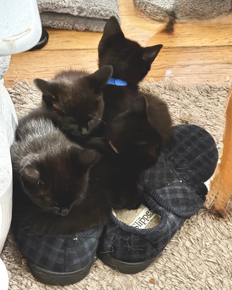 4x black kittens 