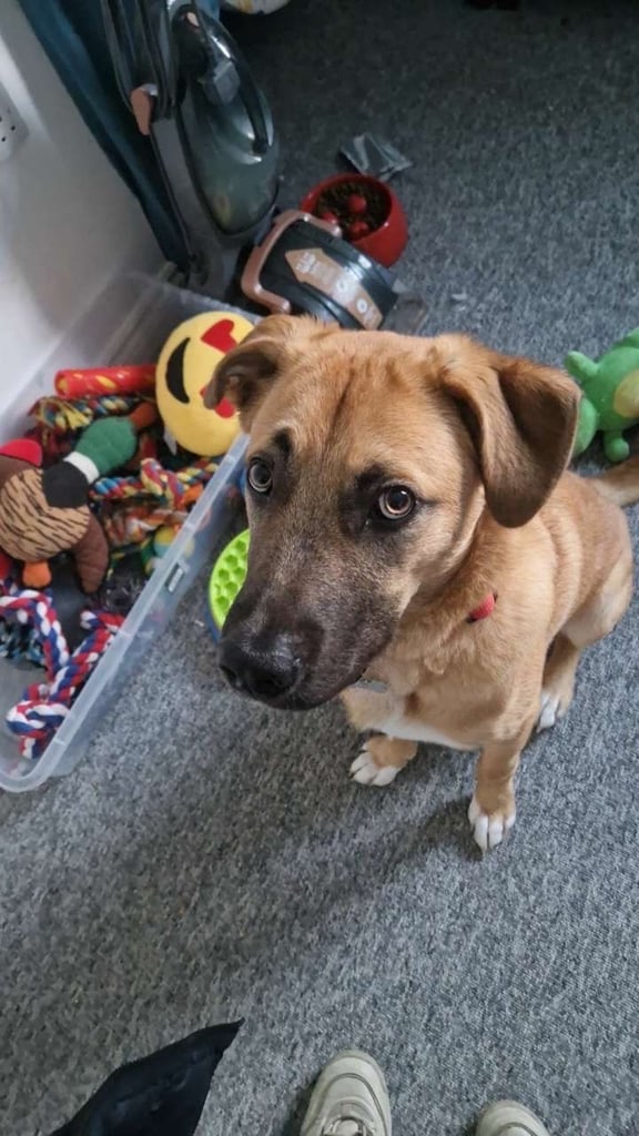 Urgent rehoming