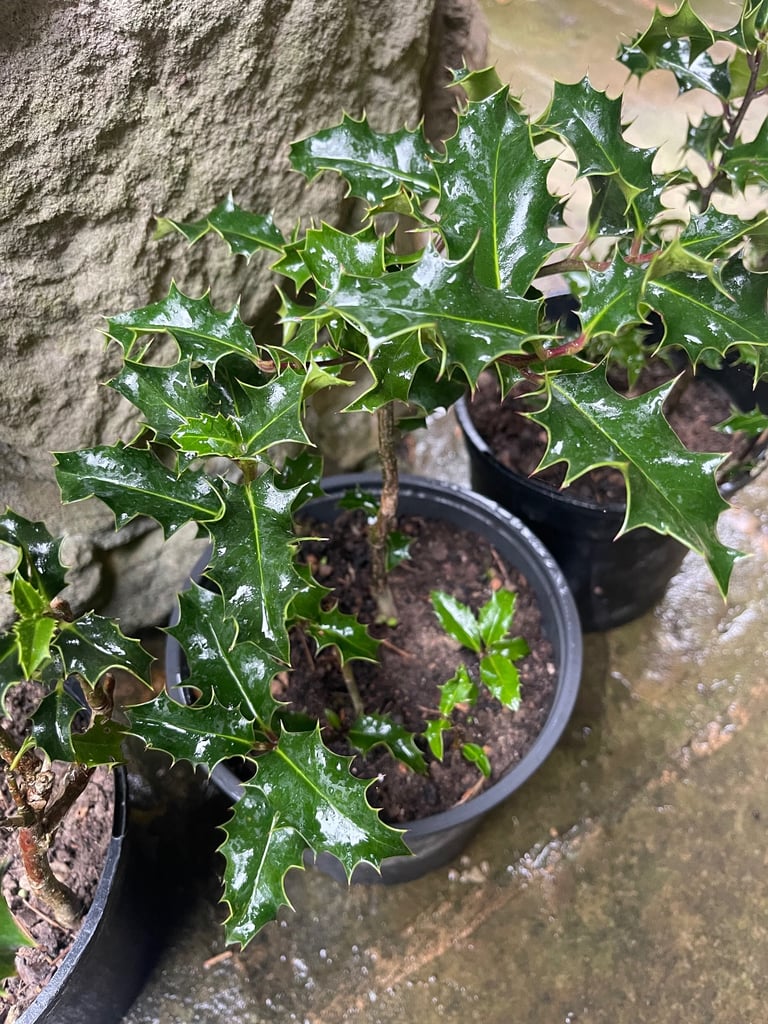 Holly plants £5 each. Collect Chichester