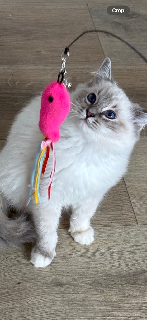 Ragdoll Cat Blue Eyes